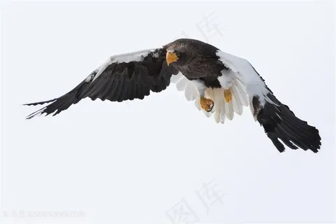 高空翱翔的老鹰图片