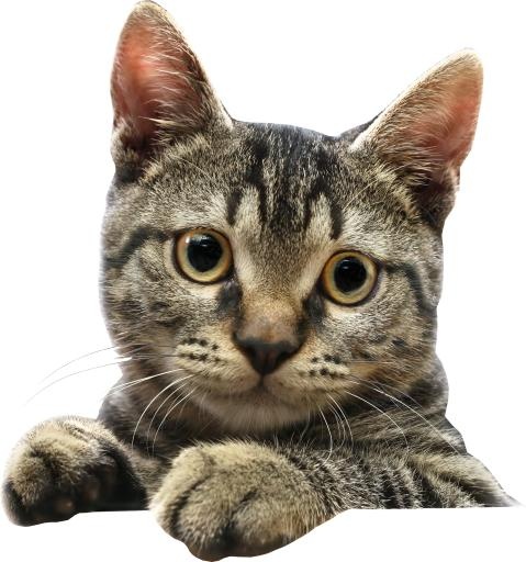 猫头图片 PNG免抠(2070x2211)