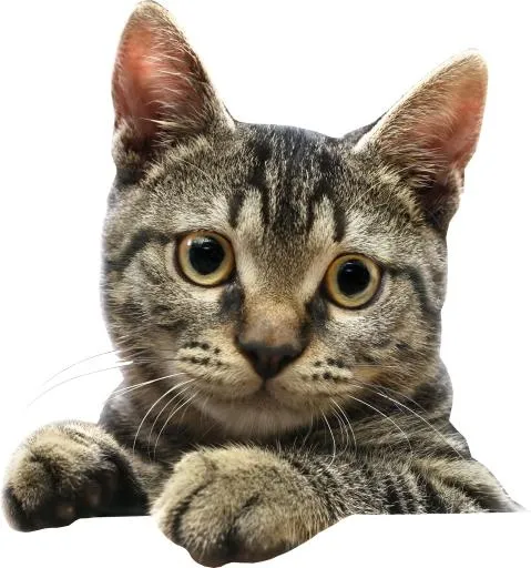 猫头图片 PNG免抠