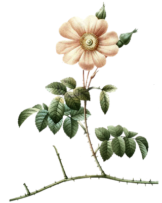 复古手绘植物花卉玫瑰花PNG免扣图案高清图片PS设计素材图