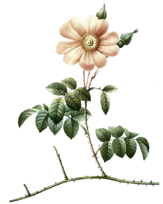 复古手绘植物花卉玫瑰花PNG免扣图案高清图片PS设计素材图