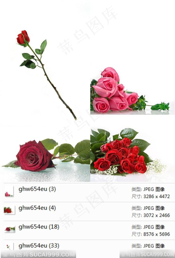 红玫瑰高清摄影素材