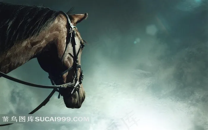 雄壮的黑马