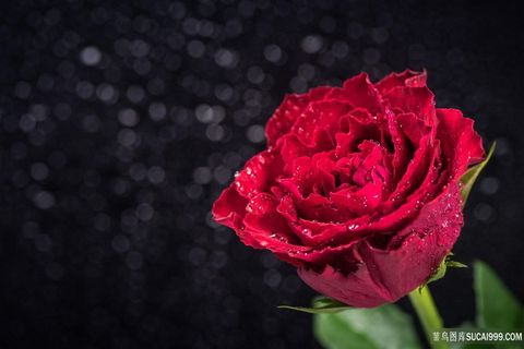 玫瑰花朵植物高清图片素材 玫瑰花朵植物高清图片素材