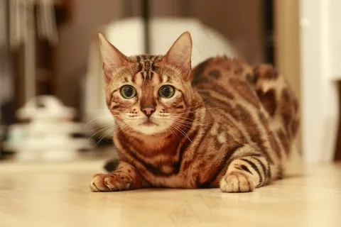 孟加拉猫图片 孟加拉猫图片