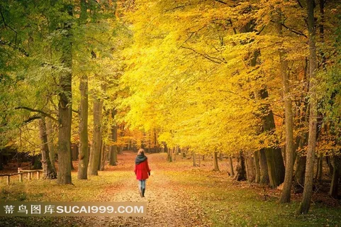 秋景图片素材下载