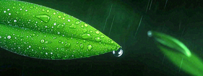 春天下雨天树叶草叶上的露珠水珠，谷雨雨水摄影图(1712x641)