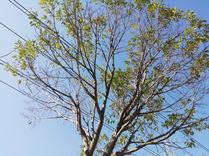 夏日炎炎。