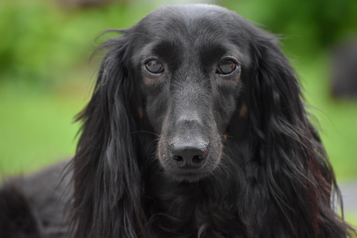 黑色腊肠犬狗图片