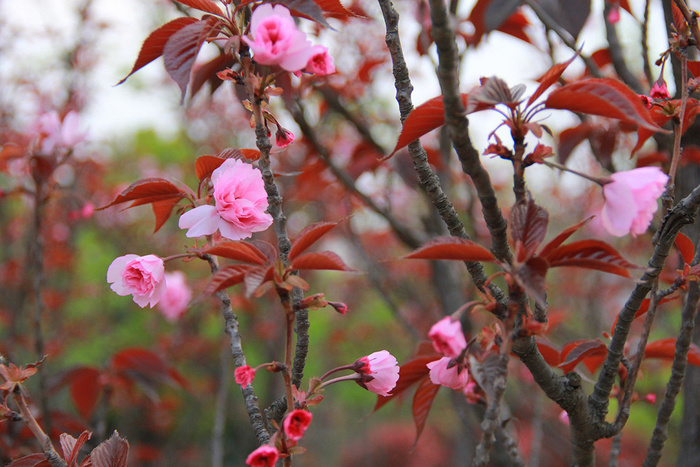 春天红叶粉花特写
