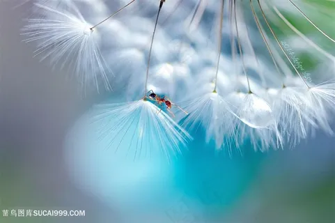唯美昆虫蒲公英鲜花图片 唯美昆虫蒲公英鲜花图片