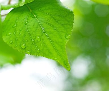带露珠的树叶图片