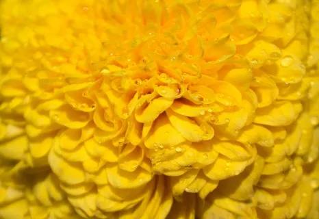 黄色菊花微距壁纸 黄色菊花微距壁纸