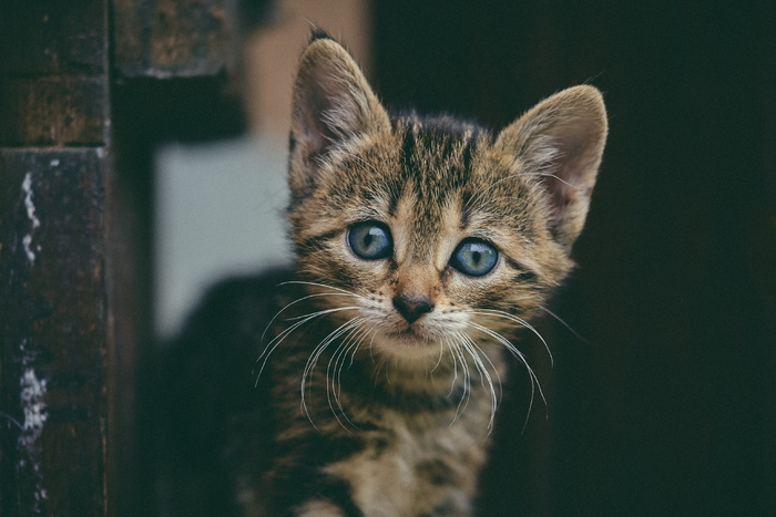 可爱萌萌哒狸花猫图片