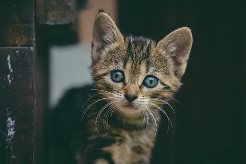 可爱萌萌哒狸花猫图片 可爱萌萌哒狸花猫图片