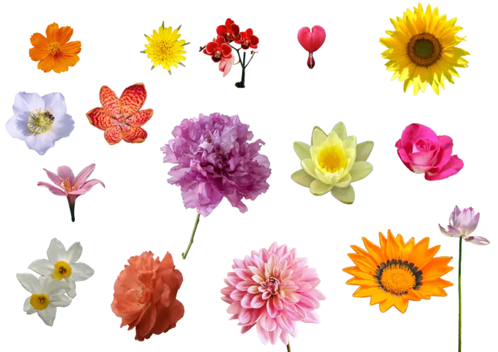 花朵|花卉|花瓣|向日葵|菊|百合|玫瑰|荷花|PNG|免抠元素