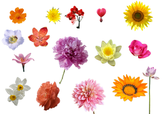 花朵|花卉|花瓣|向日葵|菊|百合|玫瑰|荷花|PNG|免抠元素