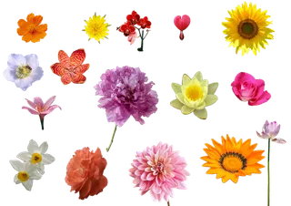 花朵|花卉|花瓣|向日葵|菊|百合|玫瑰|荷花|PNG|免抠元素