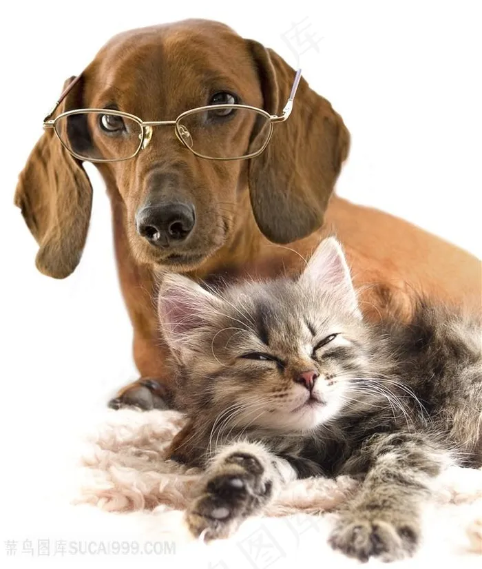 高清戴眼镜的可爱狗狗与伸懒腰的猫咪图片