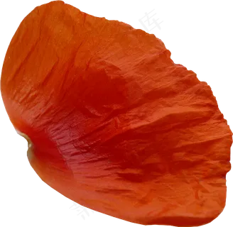 花瓣花朵免扣图片 