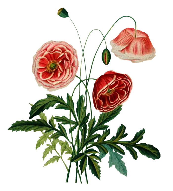 复古手绘植物花卉插画 免抠