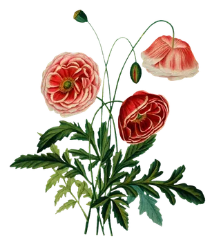 复古手绘植物花卉插画 免抠