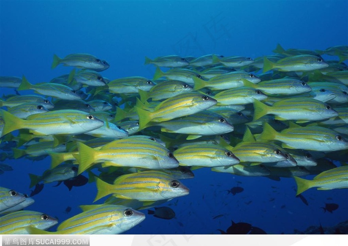 艳丽的珊瑚-漂亮的黄色鱼群