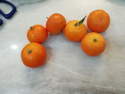 砂糖橘冰糖橘椪柑实拍素材