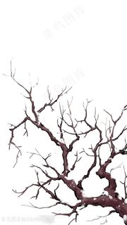 冬季积雪树枝图片