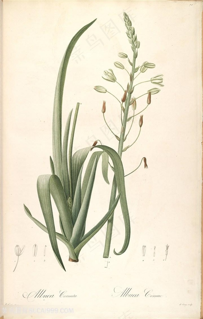 雷杜德原版高清绿色植物复古插画