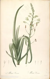 雷杜德原版高清绿色植物复古插画 雷杜德原版高清绿色植物复古插画