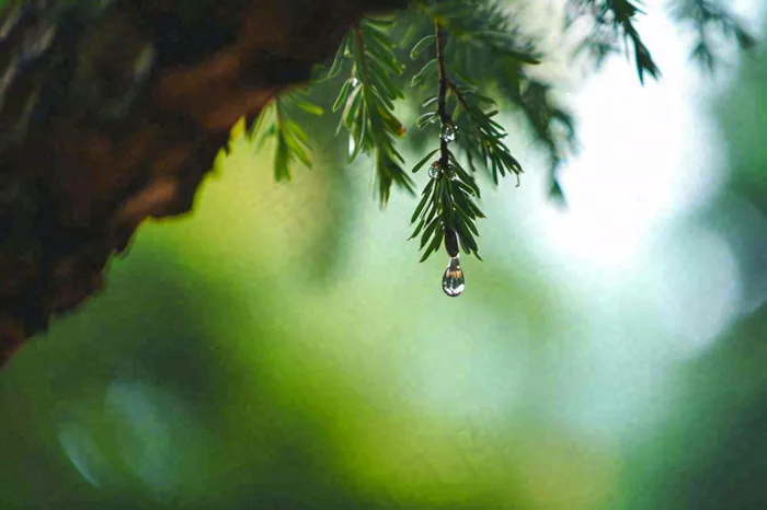 绿色树林里面下雨过后的松枝挂着水滴摄影图(1344x896)