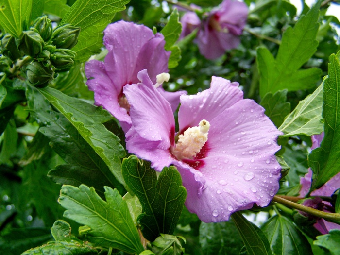 淡紫色木槿花朵图片