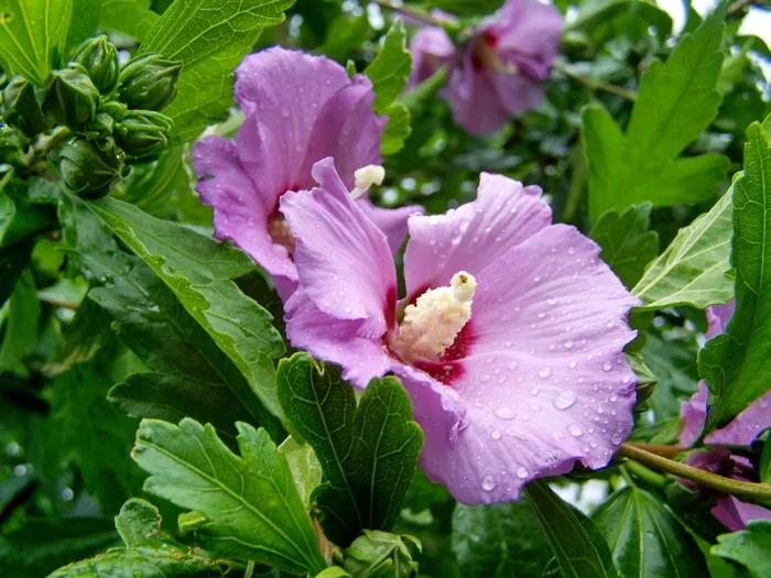 淡紫色木槿花朵图片