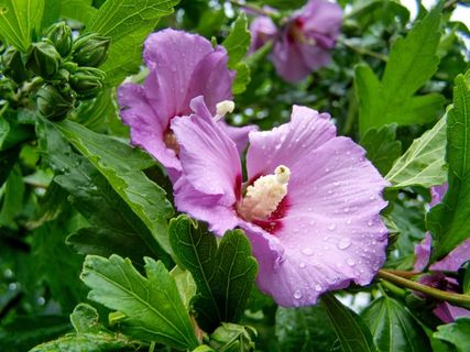 淡紫色木槿花朵图片