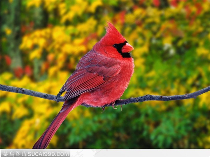 站在树枝上的鸟