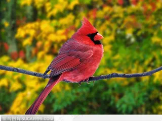 站在树枝上的鸟