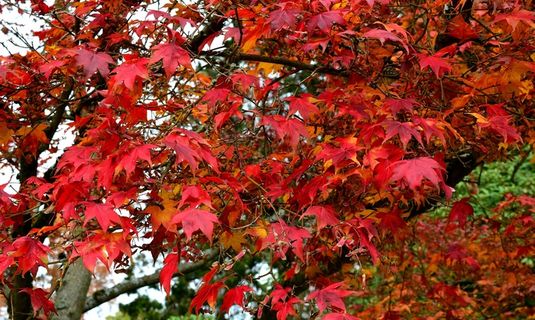 公园红枫叶图片