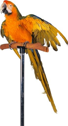 鹦鹉 PNG免抠(1894x3490)