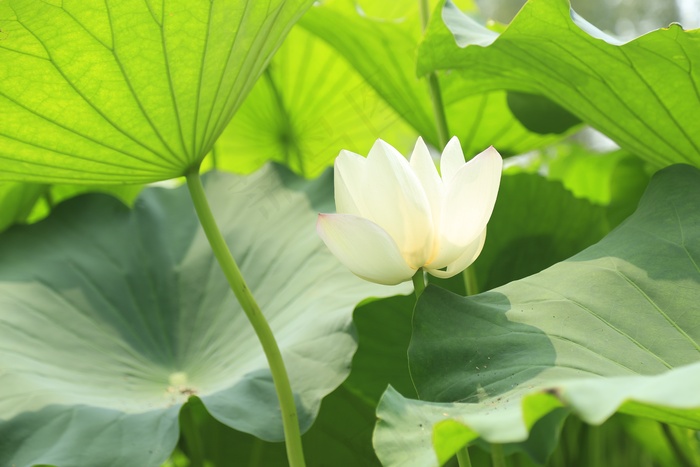 洁白荷花荷叶图片