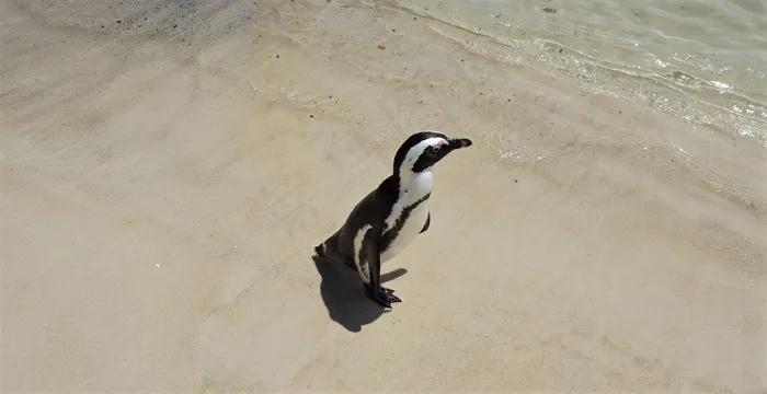 沙滩上的企鹅图片