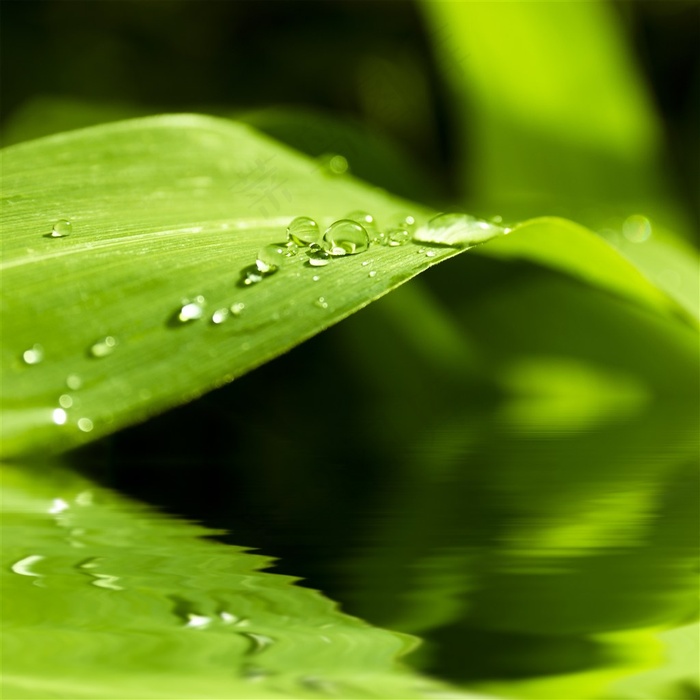 雨水下的绿叶