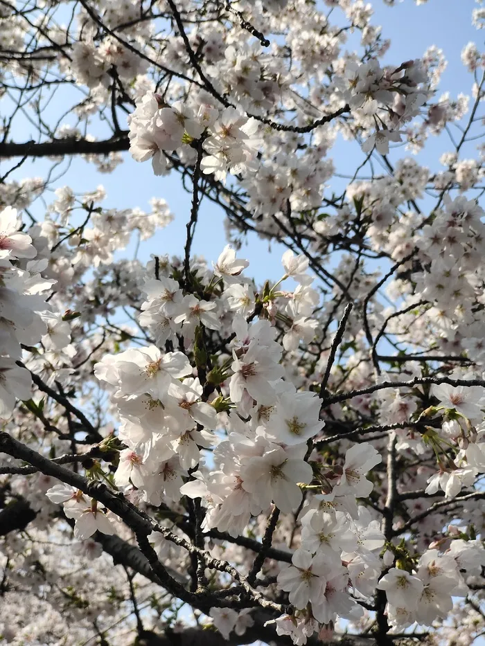 “樱花节” 
