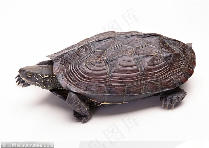 动物表情-乌龟侧面