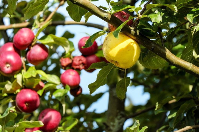红润苹果树图片