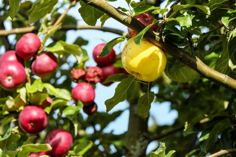 红润苹果树图片