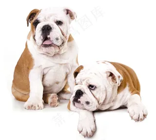 两只萌狗狗图片