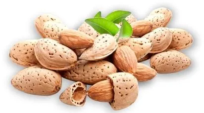 杏仁 PNG免抠(412x229)