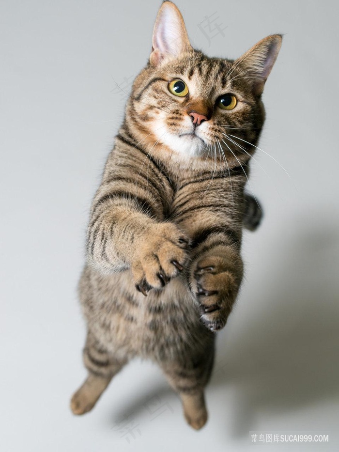 空中抓东西的猫咪图片