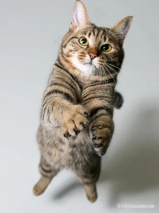 空中抓东西的猫咪图片